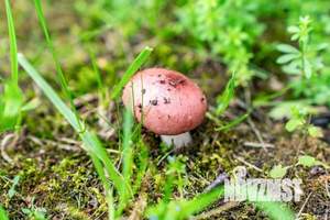 Коттедж 776м², 2-этажный, участок 44 сот.