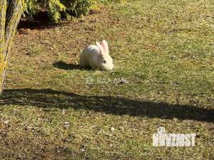 Таунхаус 371м², 3-этажный, участок 3 сот.  